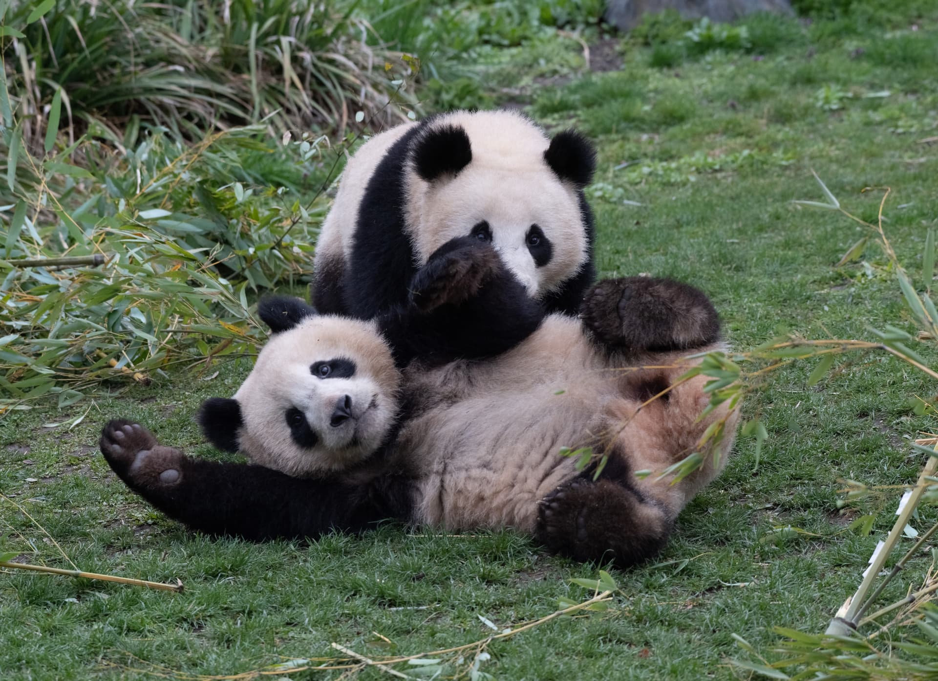 Kuschelig, süß, teuer: Zoo-Lieblinge Pit und Paule werden vier