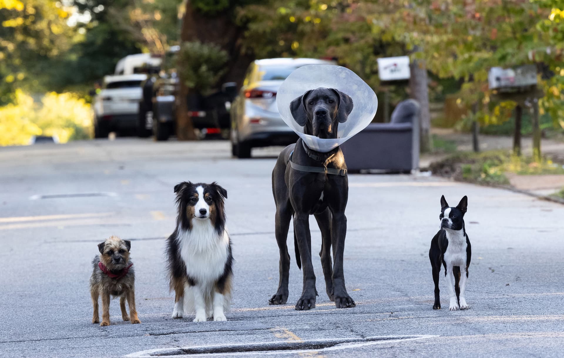 Filmkritik zu „Doggy Style“: Hunde an die Macht