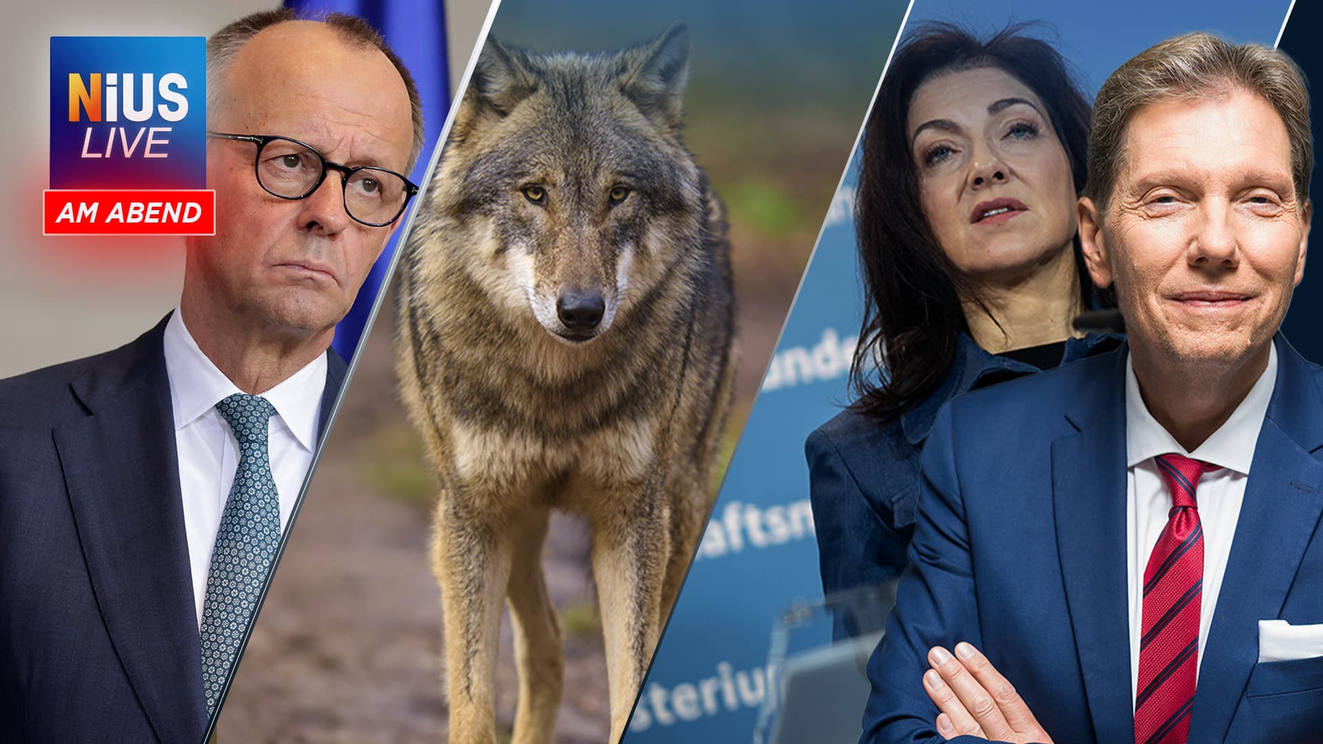 Am Mittwoch bei NIUS Live am Abend: Wolf beißt Frau – soll das Tier getötet werden?
