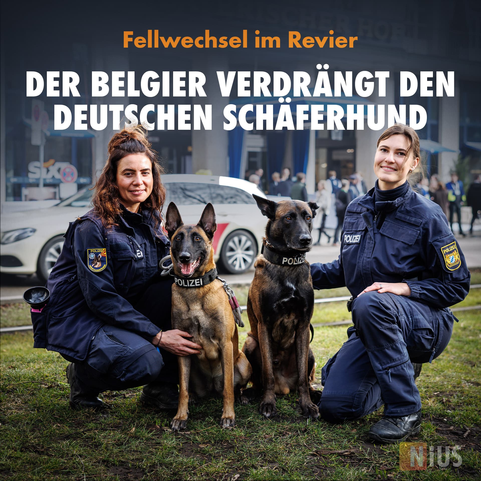 Fellwechsel im Revier: Der Belgier verdrängt den Deutschen Schäferhund