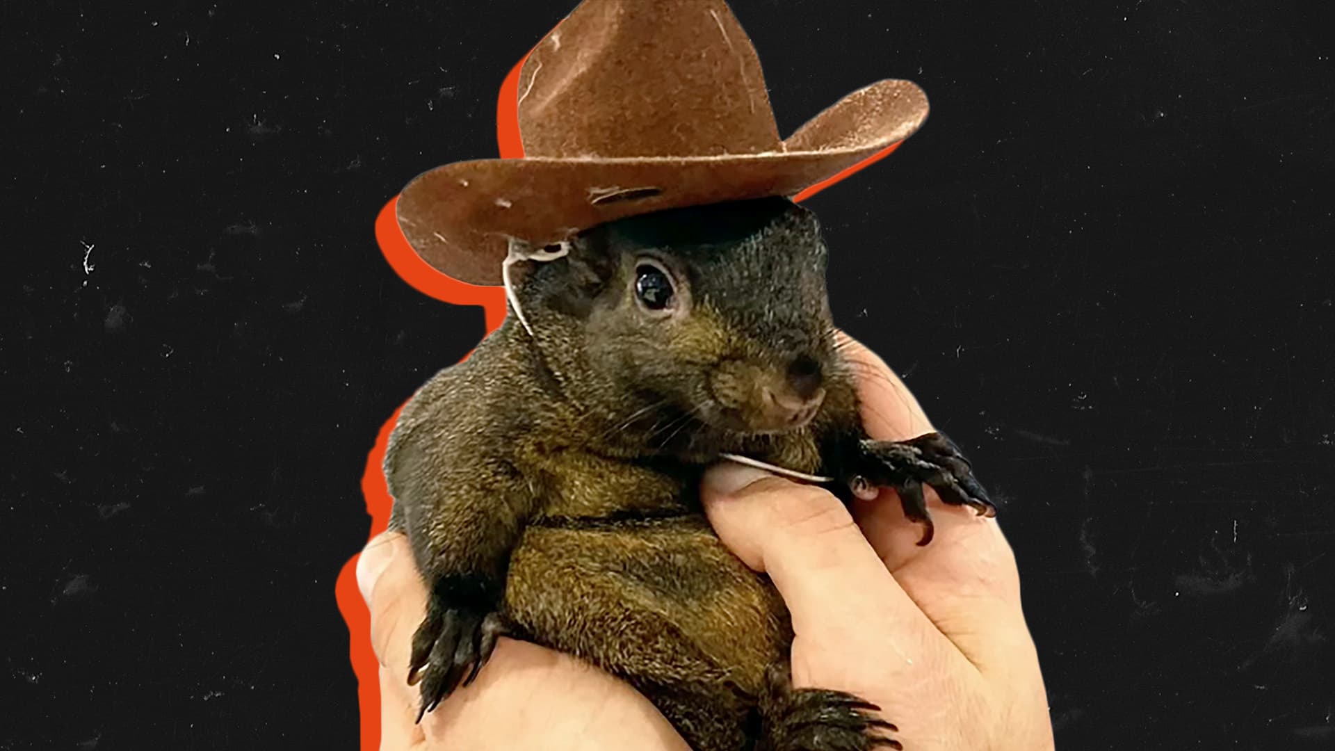 „Nun ist das Tier gestorben“: Spiegel-Berichterstattung über Eichhörnchen „Peanut“ sorgt für Aufregung