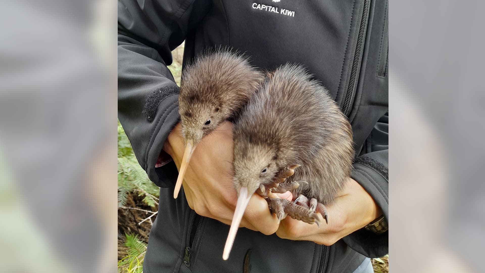 Wiederkehr der Kiwis: Zwei Küken in Wellingtons Wildnis markieren historischen Moment