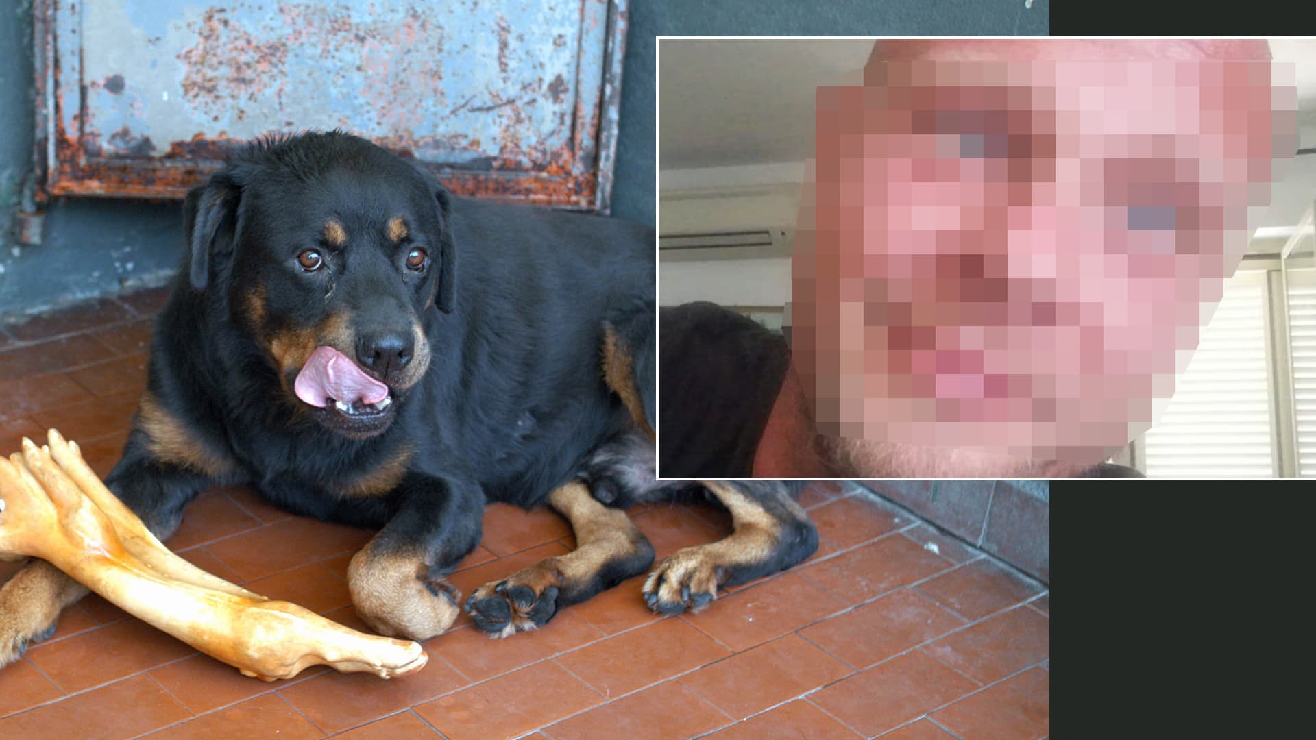 Sie fielen im Park über ihn her: Jogger (39) von drei Rottweilern totgebissen!