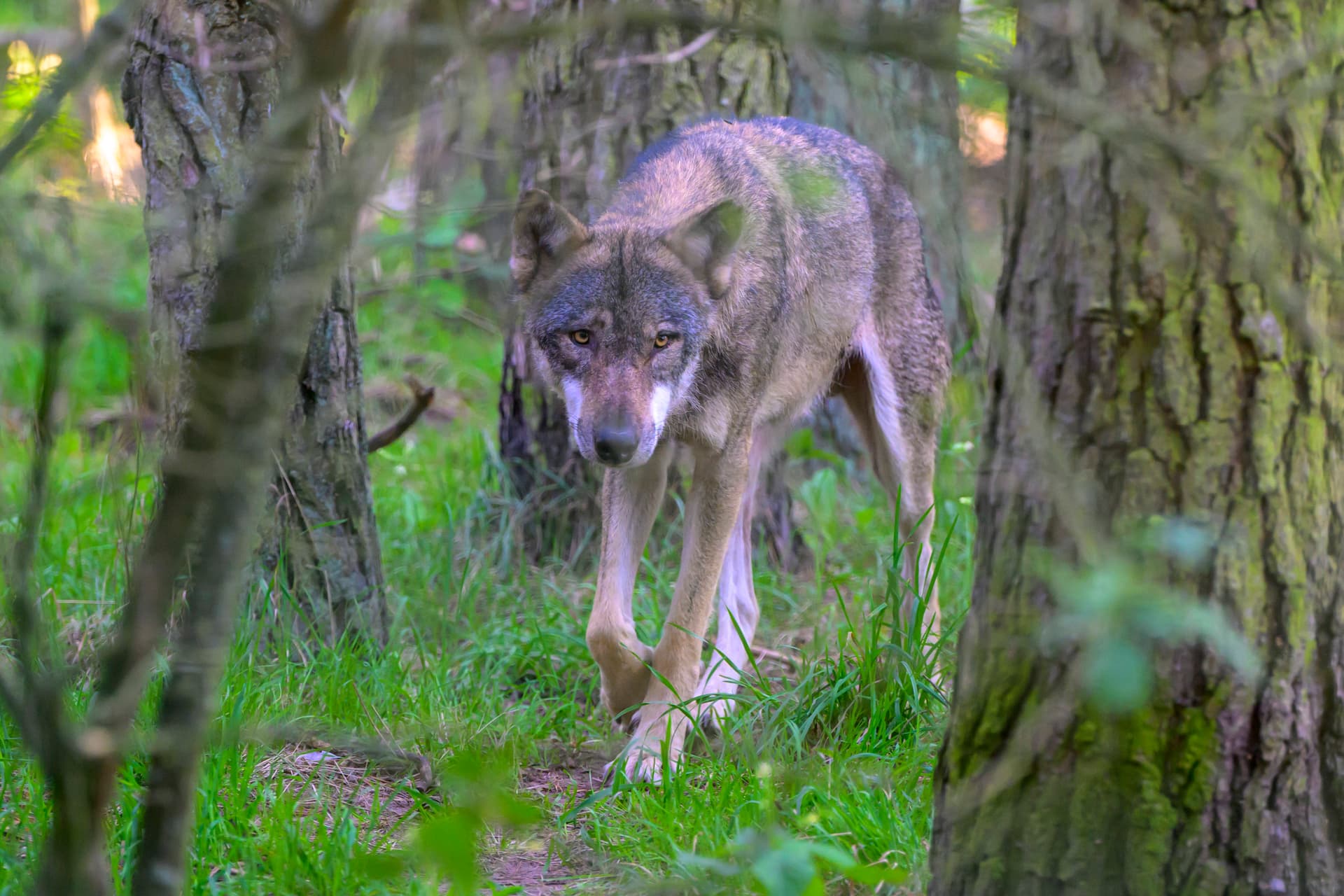 Schwer verletzt auf Intensivstation! Jagdverband Brandenburg meldet Wolf-Angriff auf Spaziergänger