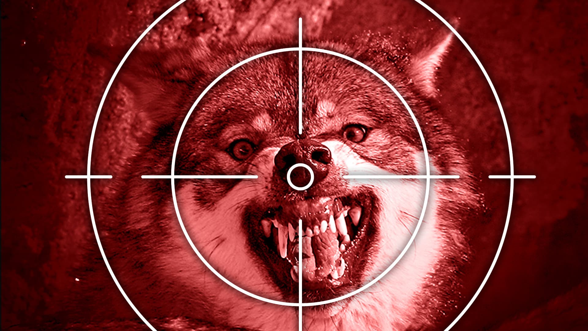 Bauern fordern: „Lasst uns bitte den Wolf abschießen“
