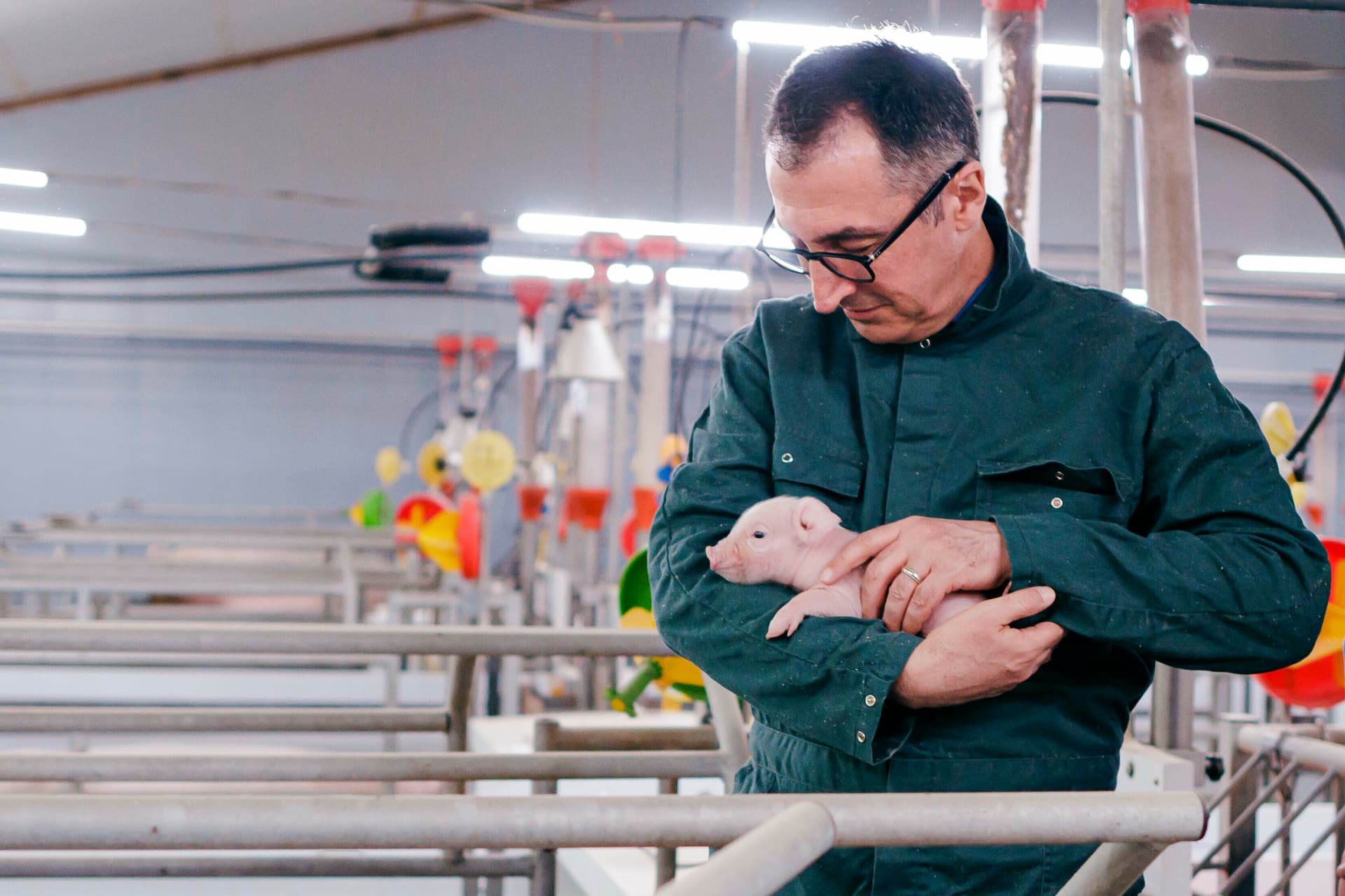 Guter Bauer, schlechter Bauer? Bundestag entscheidet über Tierhaltungslogos