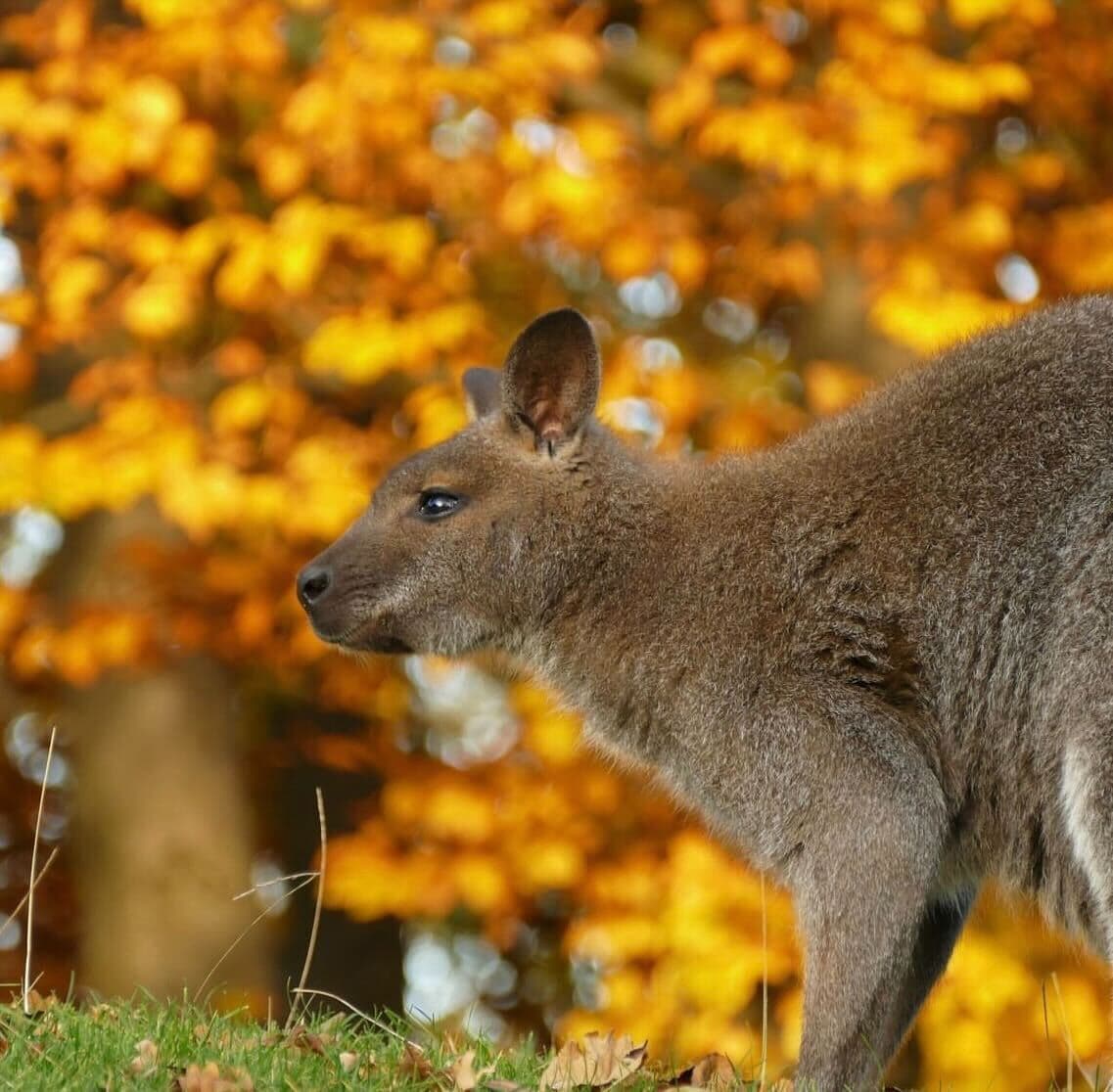 Gehege war plötzlich leer: Känguru Willi aus Zoo in Bayern ausgebüxt