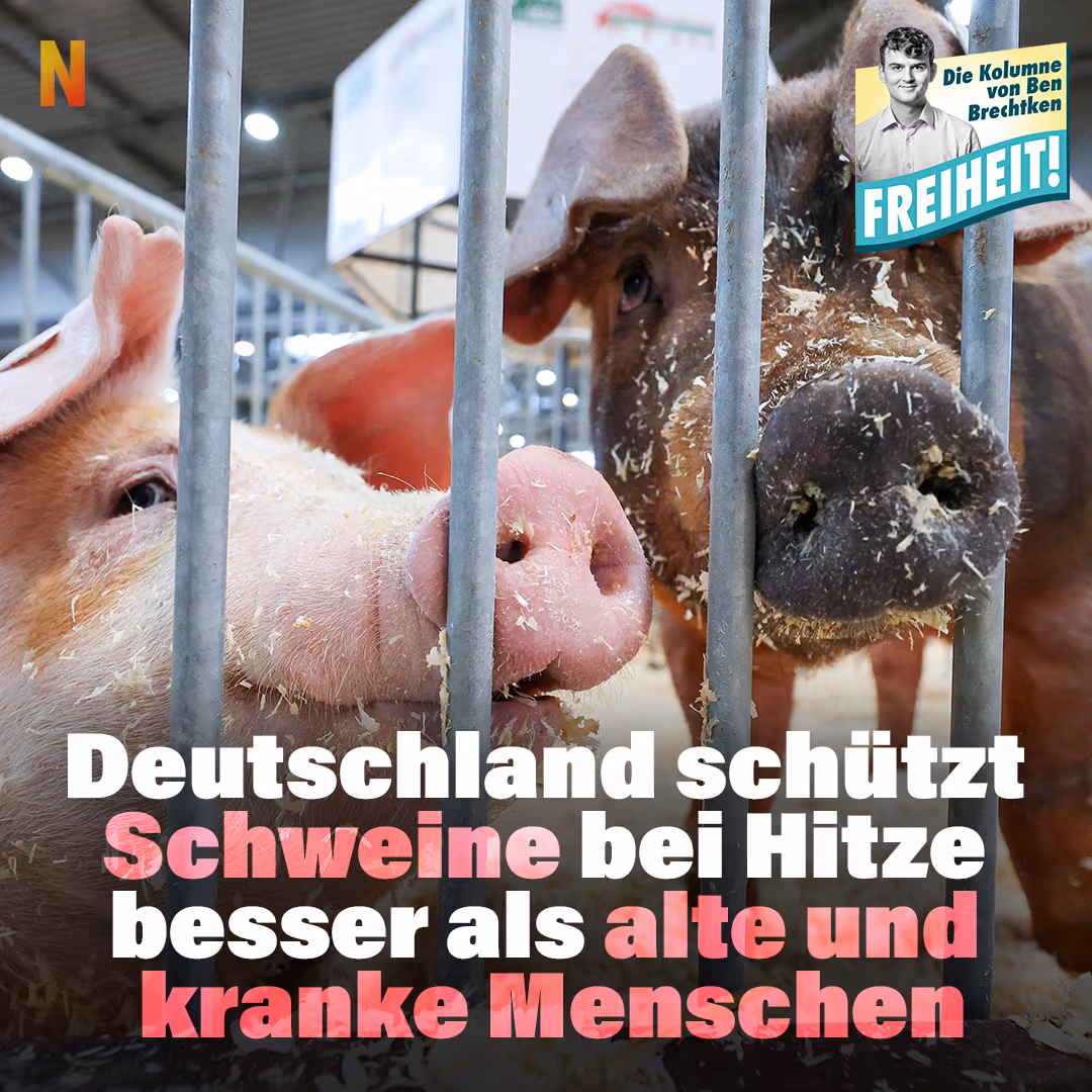 Deutschland schützt Schweine bei Hitze besser als alte und kranke Menschen