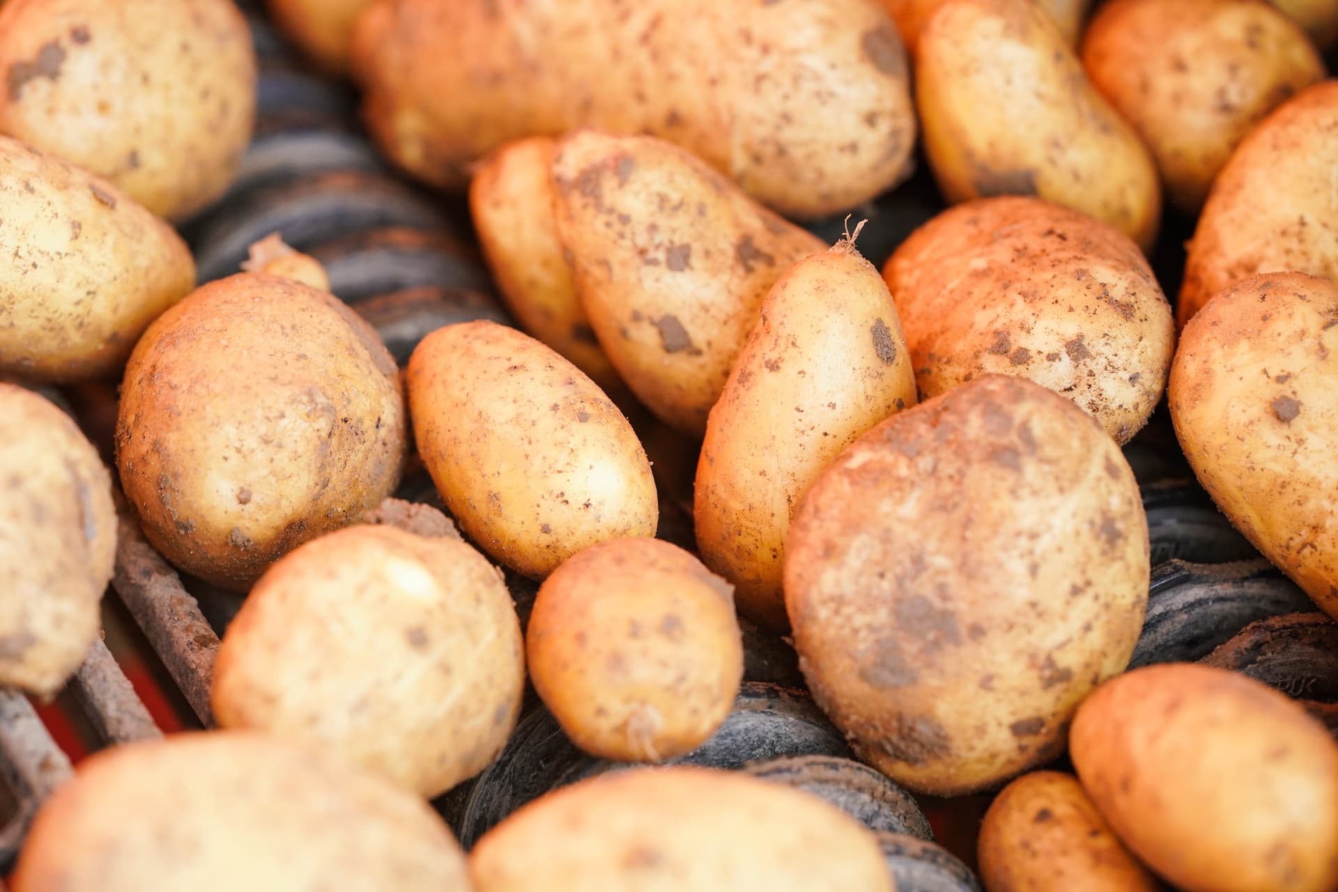 Bis zu 81 Prozent – Kartoffelpreis schnellt in die Höhe