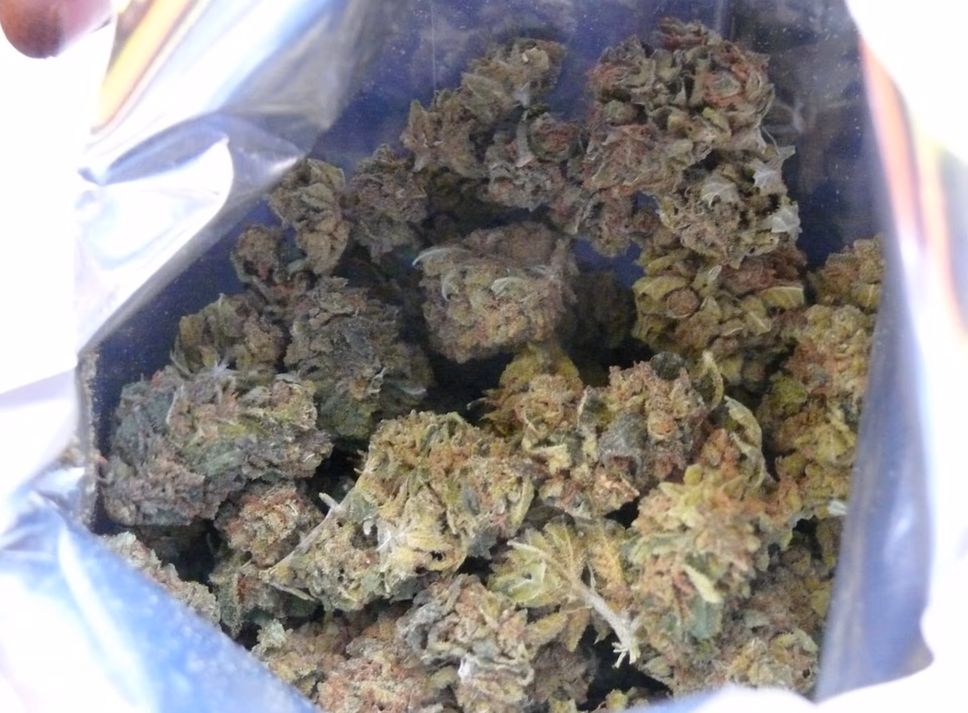 Wert von rund 122.000 Euro: Zoll verbrennt 632 Kilo Cannabis