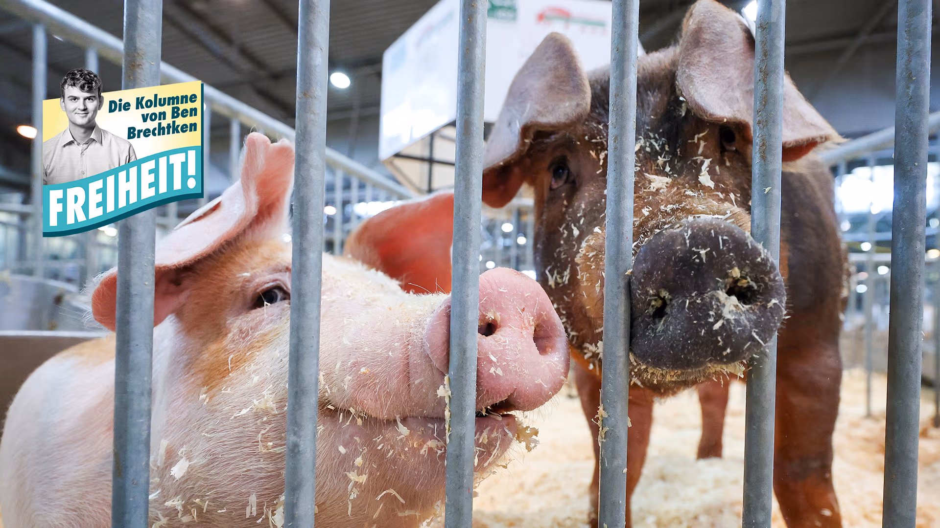 Deutschland schützt Schweine bei Hitze besser als alte und kranke Menschen