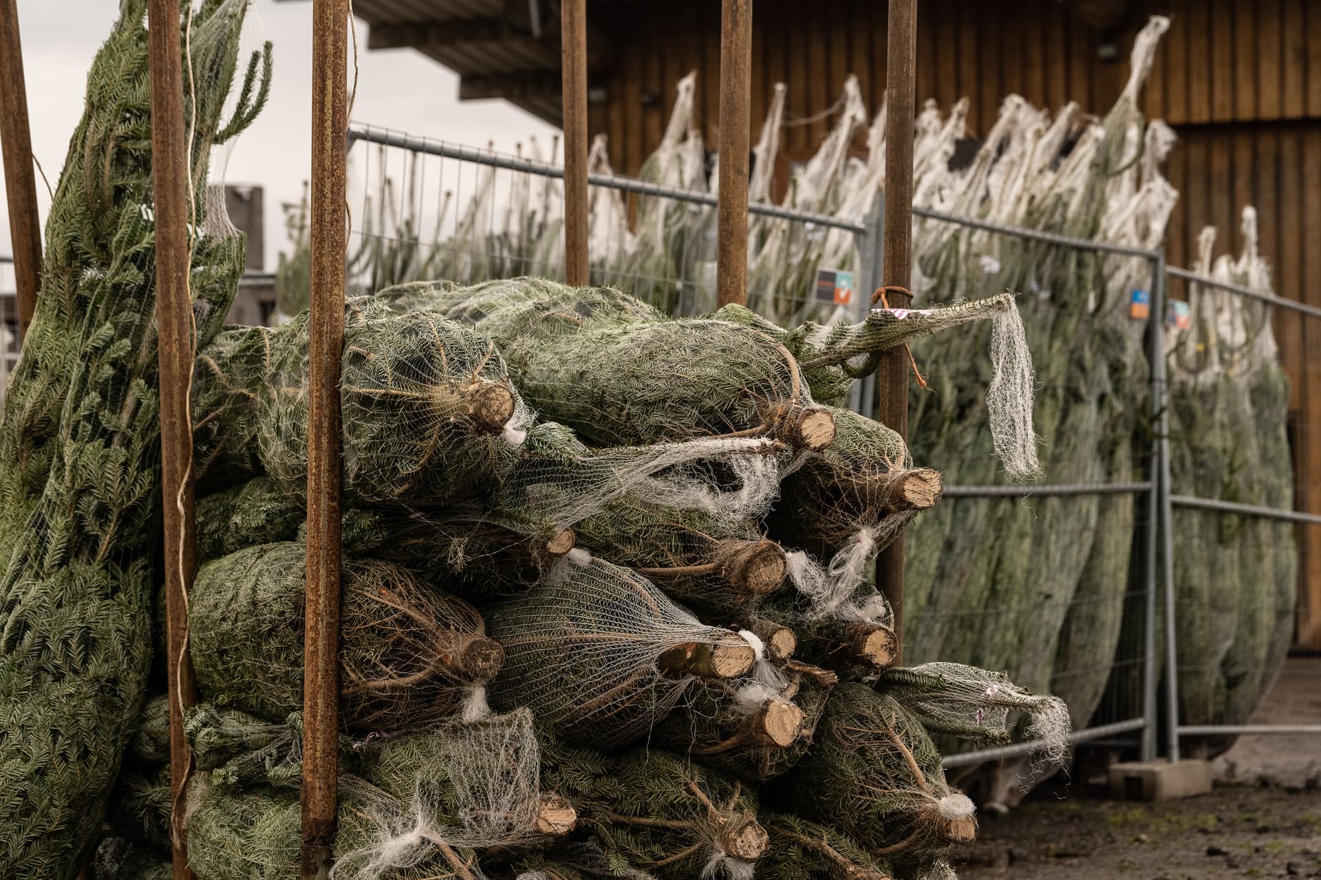 Standgebühren-Wahnsinn: Weihnachtsbaumverkäufer soll 8336 statt 195 Euro blechen