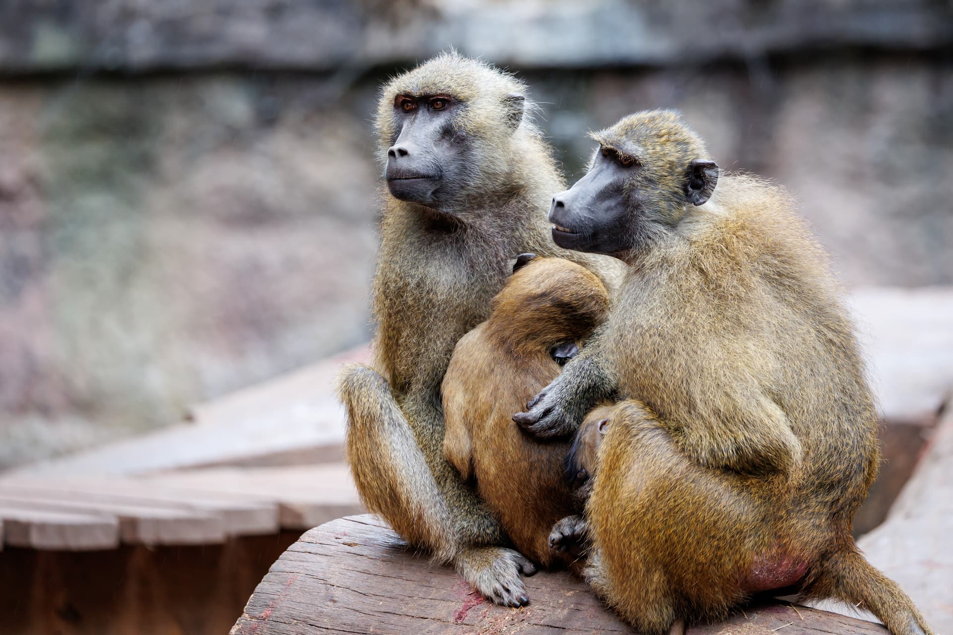 12 Paviane im Nürnberger Tiergarten getötet – Aktivisten stürmen Zoo